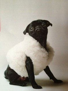 Behold, the latest in pug high fashion!