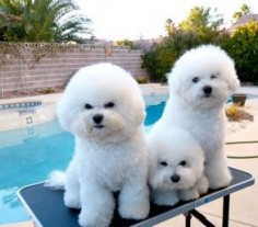 BelAmour Bichons Frise Puppies Nevada