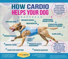 Benefits Of Cardio For Your Dog   Pup Partner Dog Walkers - Dog Walking and Pet Sitting Service in Charlotte