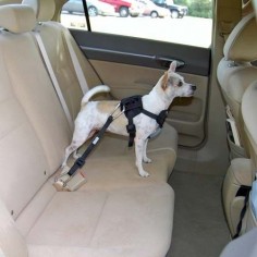 Bergan Auto Harness for dogs - Dog Car Safety Harness