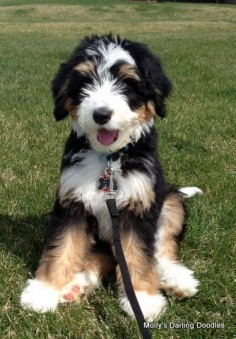 Bernedoodle I think I'm going to have to have one of these girls!!
