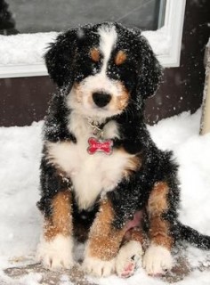 Bernedoodle puppy, a mix of bernese mountain dog and standard poodle!