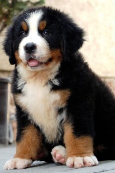 Berner puppy:)