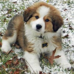 Bernese Mountain Dog and Great Pyrenees mix
