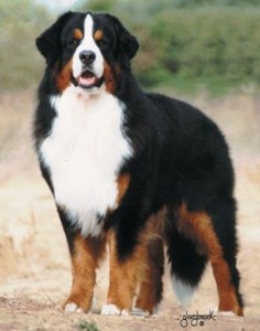 Bernese Mountain Dog (Berner Sennenhund) -  large breed of dog from the Swiss Alps.  This mountain dog was originally kept as a general farm dog for guarding property and to drive dairy cattle long distances from the farm to the alpine pastures. In the past they were also used as draft animals, pulling carts.