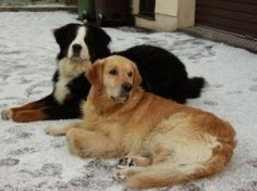 Bernese Mountain Dog & Golden Retriever - If I ever get a dog it'll be one of either of these.