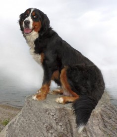 Bernese Mountain Dog Height: 23-28 inches Weight: 85-120 pounds