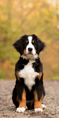 Bernese Mountain Dog Puppy by Nicole Begley Photography - Welcome to Puppy Week! | Pretty Fluffy