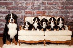 Bernese Mountain Dog with puppies