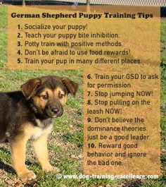 Best 10 German Shepherd Puppy Training Tips