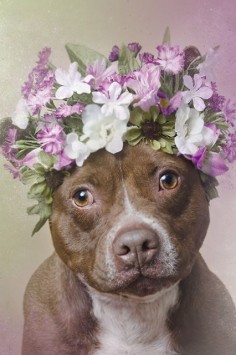Best Dog Photography - Sophie Gamand, Adoptable, Puppy