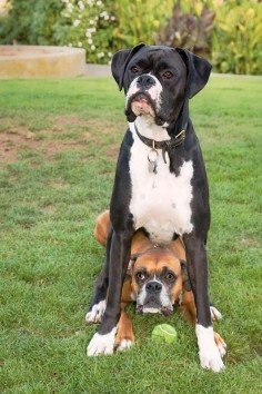 Best of  is what Boxers Do! Sit on each other. Mine do this lol
