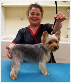 Best Yorkie Hair Cuts | ... You How to Trim a Light Coated Yorkie in a Hand Scissored Layer Trim