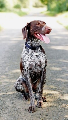 Big Dogs: German Shorthaired Pointer