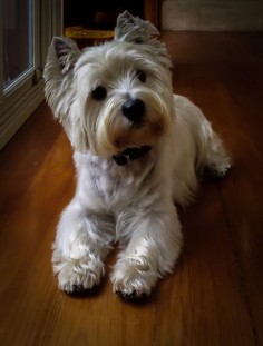 Billy the Westie - Collections - Google+