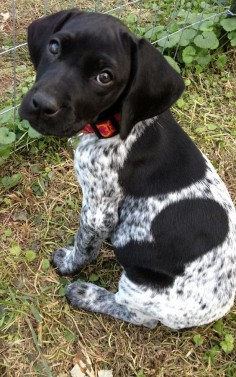 Black And White German Shorthaired Pointer | Black German Shorthair Pointer