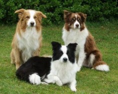 Black Border Collie + Brown Border Collie + Golden Border Collie in one photo #dogs