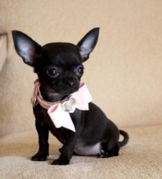 Black Chihuahua