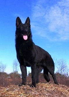 Black German Shepherd - beautiful