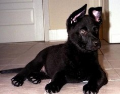 black-german-shepherd-puppy-