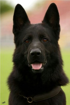 Black German shepherd - Rico in his younger days! :)