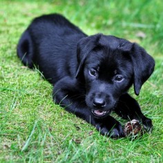 black lab puppies - Google Search