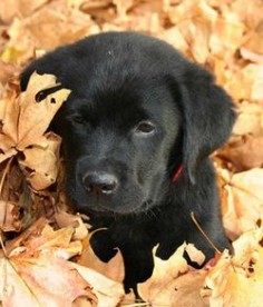 black lab puppy!! We are getting one next year and naming her River
