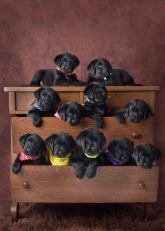 black lab pups