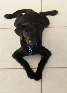Black Labrador adopting the froggy position!