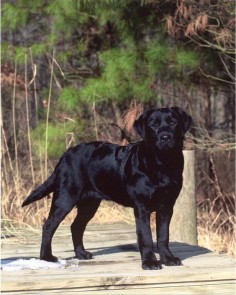 Black Labrador Retriever. Another reminder of Majic. How can I miss U when I have so much to remember U by.