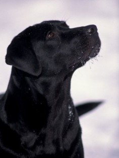 Black Labrador Retriever Looking Up