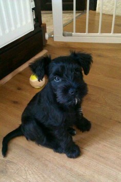 Black miniature schnauzer puppy!!!