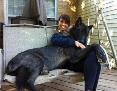 Black Tamaskan Dog - looks like a wolf hybrid!