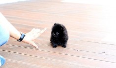 black teacup pomeranian puppies | Chic black teacup pomeranian puppy | Flickr - Photo Sharing!
