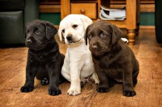 black, yellow and chocolate lab puppies