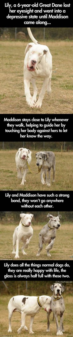 Blind Great Dane and her guide dog // funny pictures - funny photos - funny images - funny pics - funny quotes - #lol #humor #funnypictures