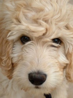 blonde #goldendoodle pup, close-up