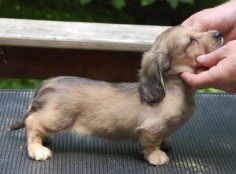 Blonde+Dachshund+Puppies | English Creams: Most are born dark, almost black and lighten as they ...