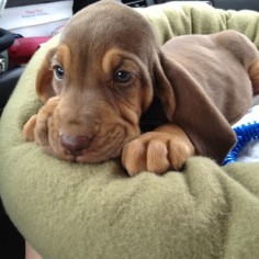 Bloodhound baby ♥ omg the muted coloring and cornflower blue eyes are to die for.