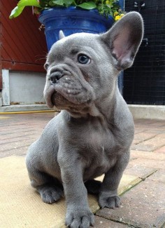 Blue And Chocolate French Bulldogs UK | PAST PUPPIES Aww someone get me this sweet little baby