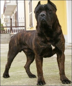 Blue Brindle Cane Corso | Blue+brindle+cane+corso+puppies+for+sale