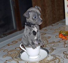 Blue Chihuahua!!!