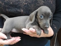 Blue dachshund puppies
