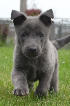 Blue Dutch Shepherd puppy f