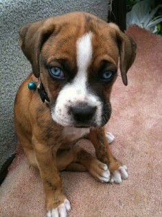 Blue eyed boxer  in love