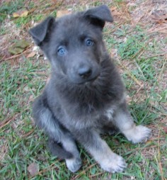 Blue German Shepherd (they have no black fur).