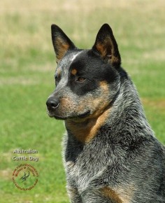 Blue Heeler Australian Cattle Dog- They are so gorgeous!