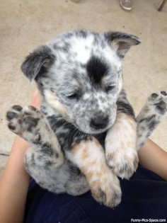 Blue Heeler puppy