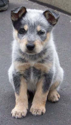 blue heeler puppy. my dad wanted one of these dogs, maybe next time im in town i get one for my family.