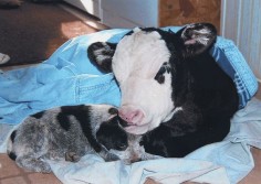 Blue Heeler puppy with calf.